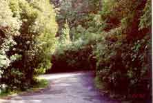 The start of the steep decent to Orangi Kaupapa Road