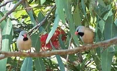 Black-throated-Finches_3.jpg