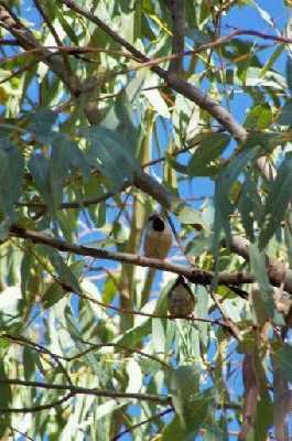 Black-throatedFinchduo.jpg