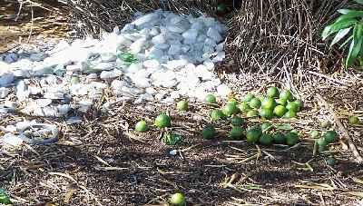 Bower-bird-nest-in-Mt-Isa.jpg