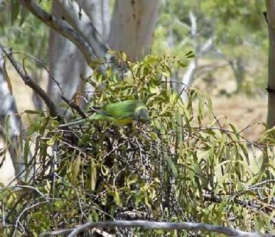 CloncurryRingneck.jpg