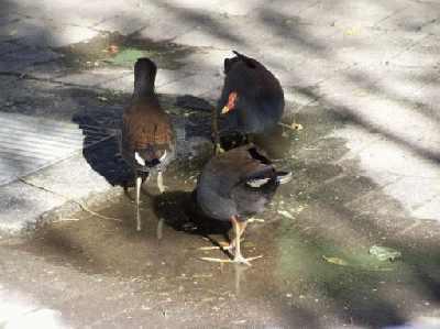 DuskyMoorhen.jpg