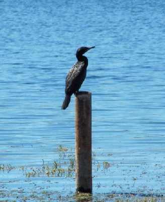 LittleBlackCormorantatLake.jpg