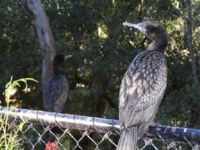 LittleBlackCormorants.jpg