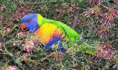 RainbowLorikeetatShazzas.jpg