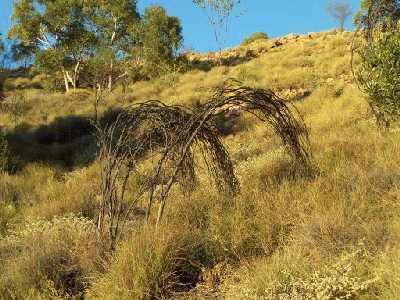 Roundedtrees.jpg