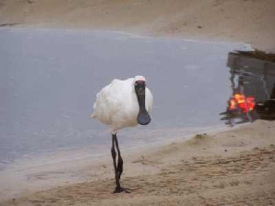 RoyalSpoonbill.jpg