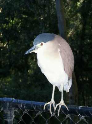 Rufousnight-Heron.jpg