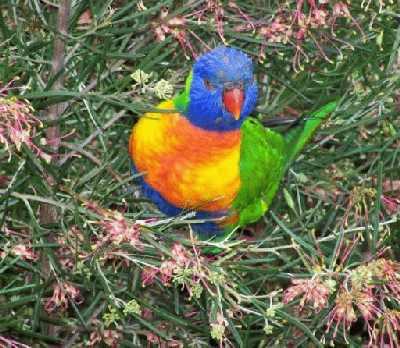 SameRainbowLorikeetatShazza's.jpg