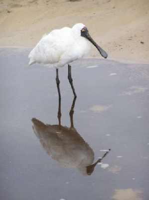 Spoonbillreflection.jpg