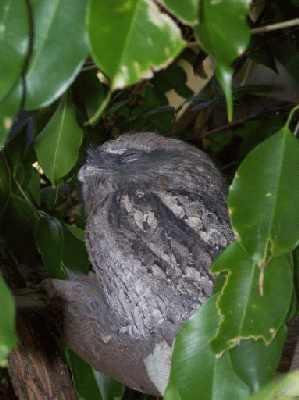 TawnyFrogmouth.jpg