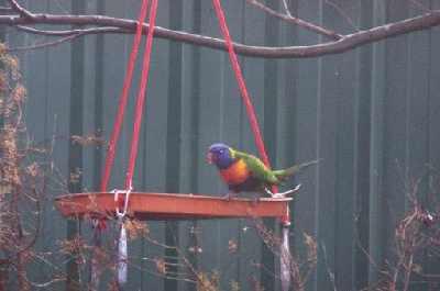 Tom'srainbowlorikeets_2.jpg