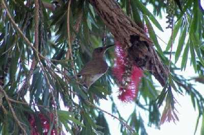 Unknownhoneyeater.jpg