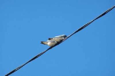 White-breastedWoodswallow'sonwire.jpg