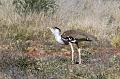 AustralianBustard