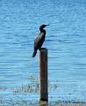 LittleBlackCormorantatLake