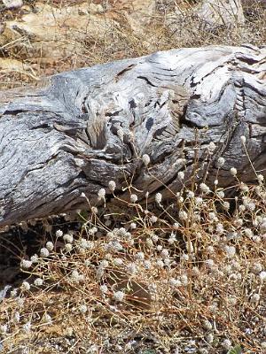 Grassandlogcloseup.jpg