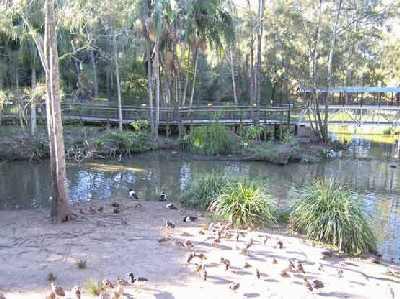 Ducks-and-pond.jpg