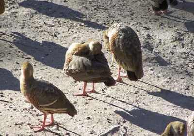 Ducks-close-up.jpg