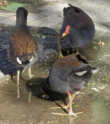 Dusky-Moorhen.jpg