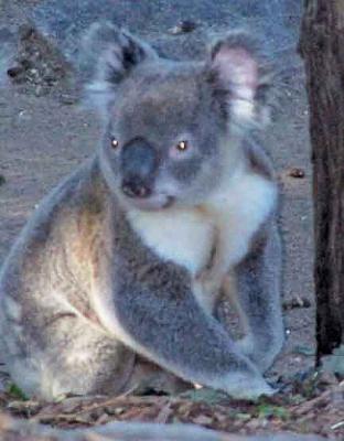 Koala-on-ground.jpg