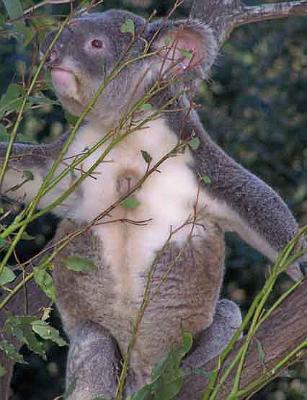 Koala-tummy.jpg