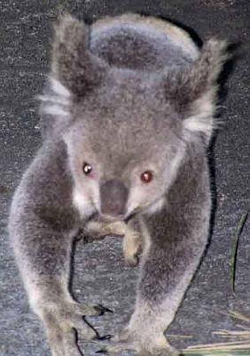 Koala-walking_2.jpg