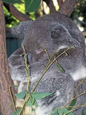 Koala_12.jpg