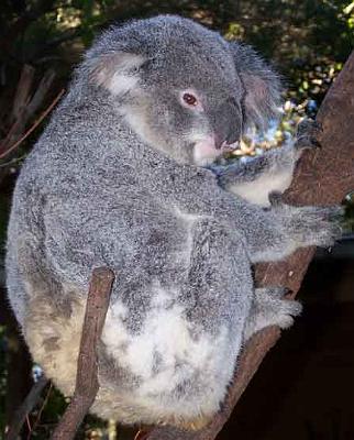 Koala_13.jpg