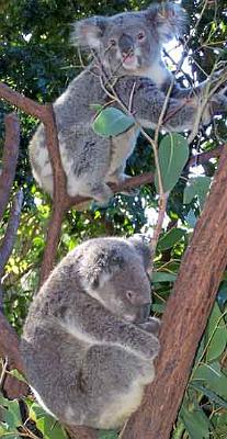 Koala_20.jpg