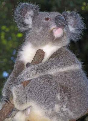 Koala_5.jpg