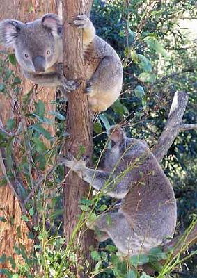 Koalas-in-trees.jpg