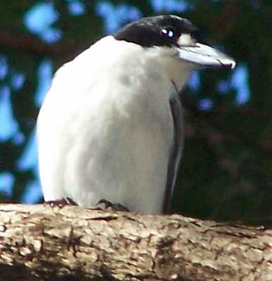 Kookaburra.jpg