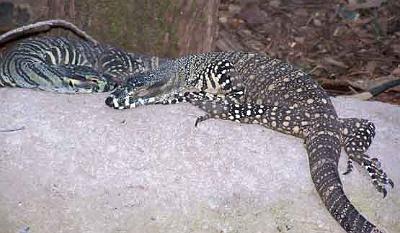 Lace-moniter-lizards.jpg