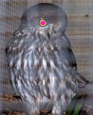 Nite-owl.jpg