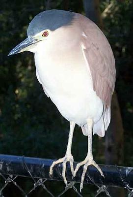 Pink-bird_2.jpg