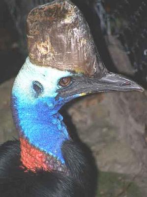 Southern-Cassowary.jpg