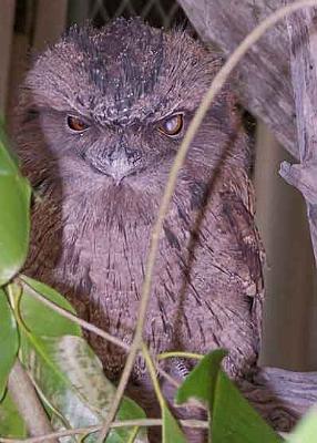 Tawny-Frogmouth-in-tree.jpg