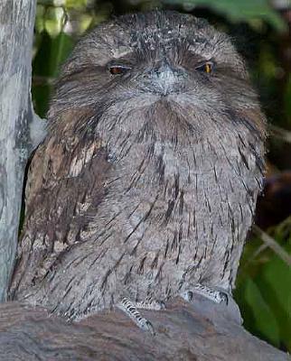 Tawny-Frogmouth.jpg