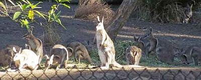 Wallabies-at-attention.jpg