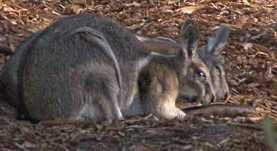 Wallabies.jpg