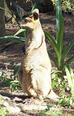 Wallaby-on-guard.jpg