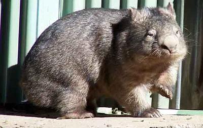 wombat.jpg