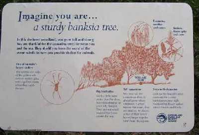 Banksia-tree-info.jpg