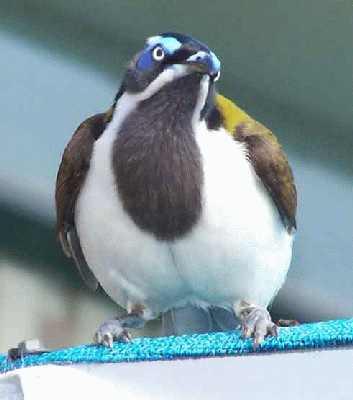 Bird-on-roof-top.jpg