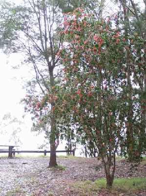 Bottlebrush-tree.jpg