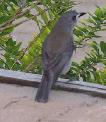 Brown_grey-bird.jpg