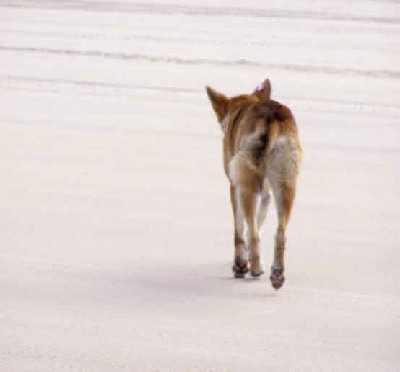 Coyote-butt.jpg