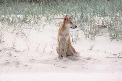 Coyote-on-sand-dune.jpg