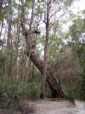 Dragon-tree.jpg